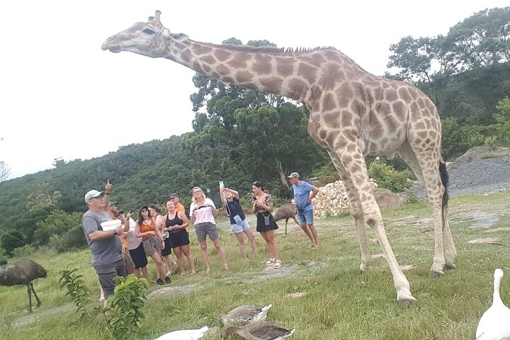 Private Beach Lodge and Giraffe Interaction for Cruise ship Guest - Photo 1 of 19